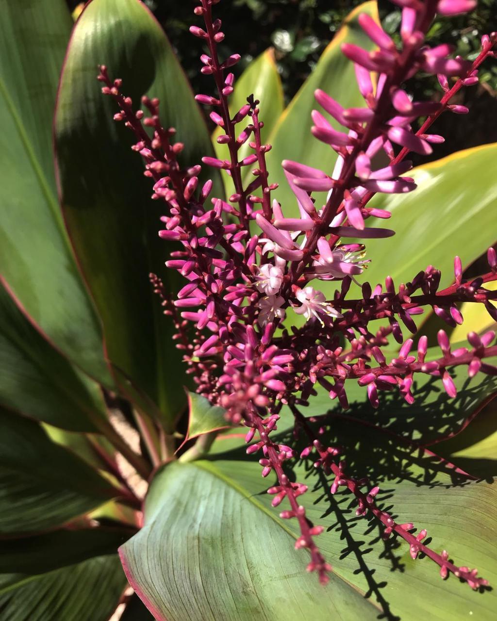 Vila Maui Garden Oasis Lahaina Exteriér fotografie